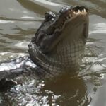 Alligator-Honey Island Swamp
