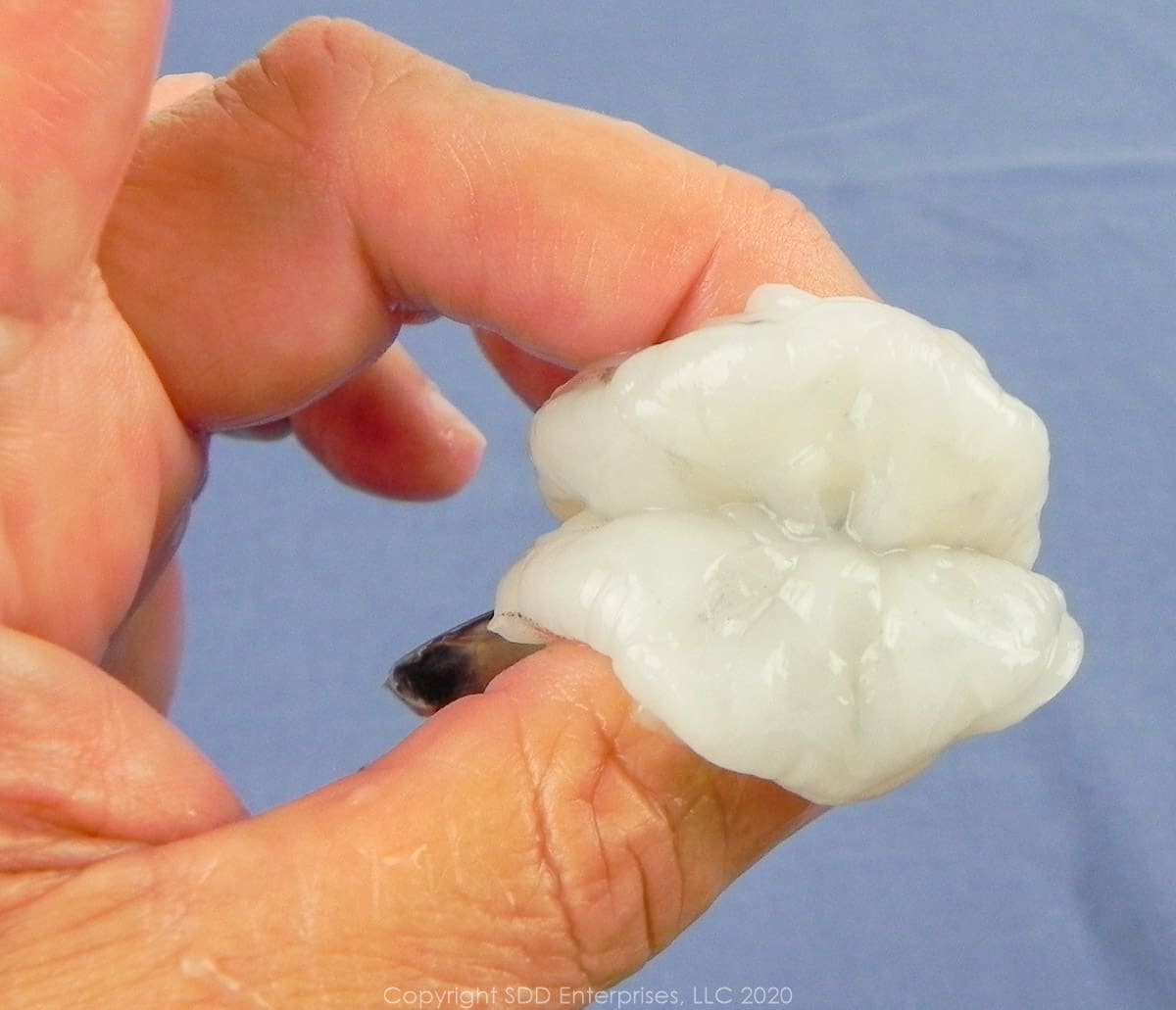 butterflied shrimp held in a hand