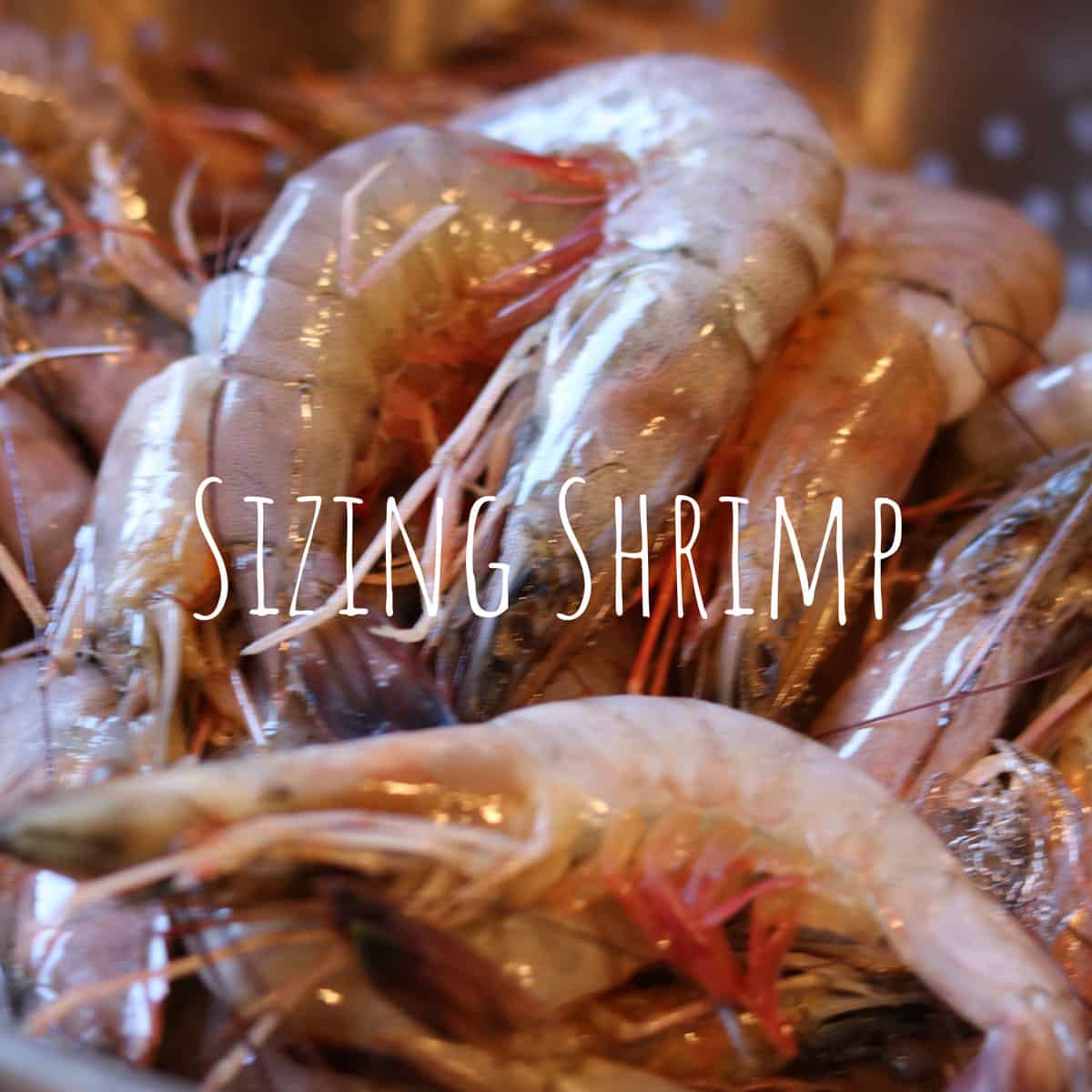 whole shrimp in the shell