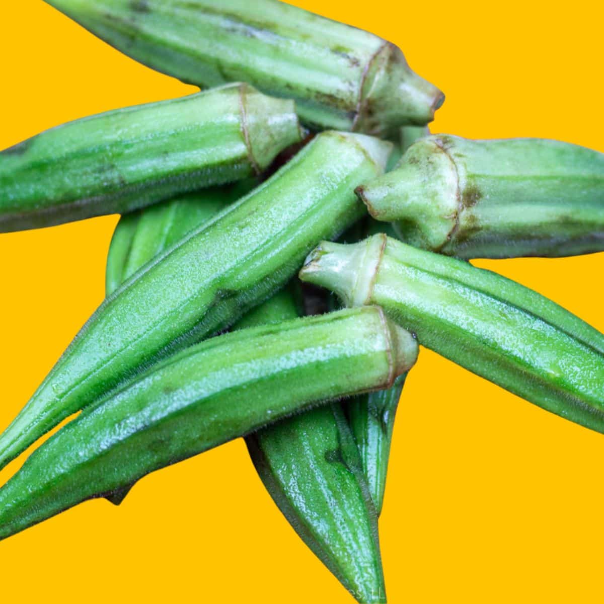 Fresh okra.